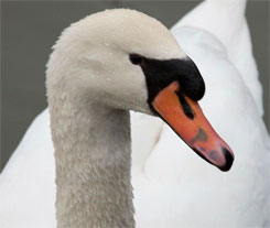 Swan with tattooed beak