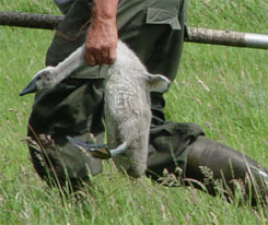 zwanendrifter draagt jonge zwaan bij de nek